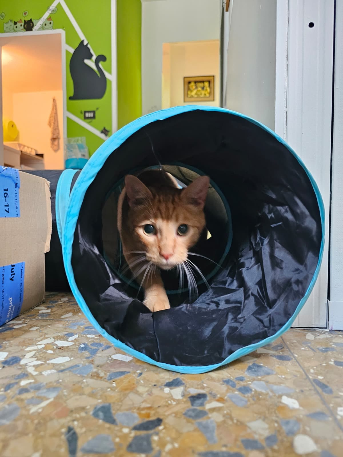 Gatto rosso che sbuca da un tunnel di stoffa azzurro