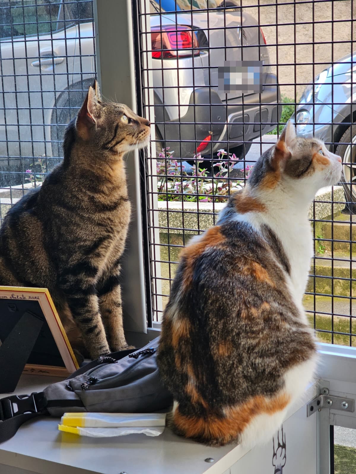Due gatte alla finestra con la rete di protezione