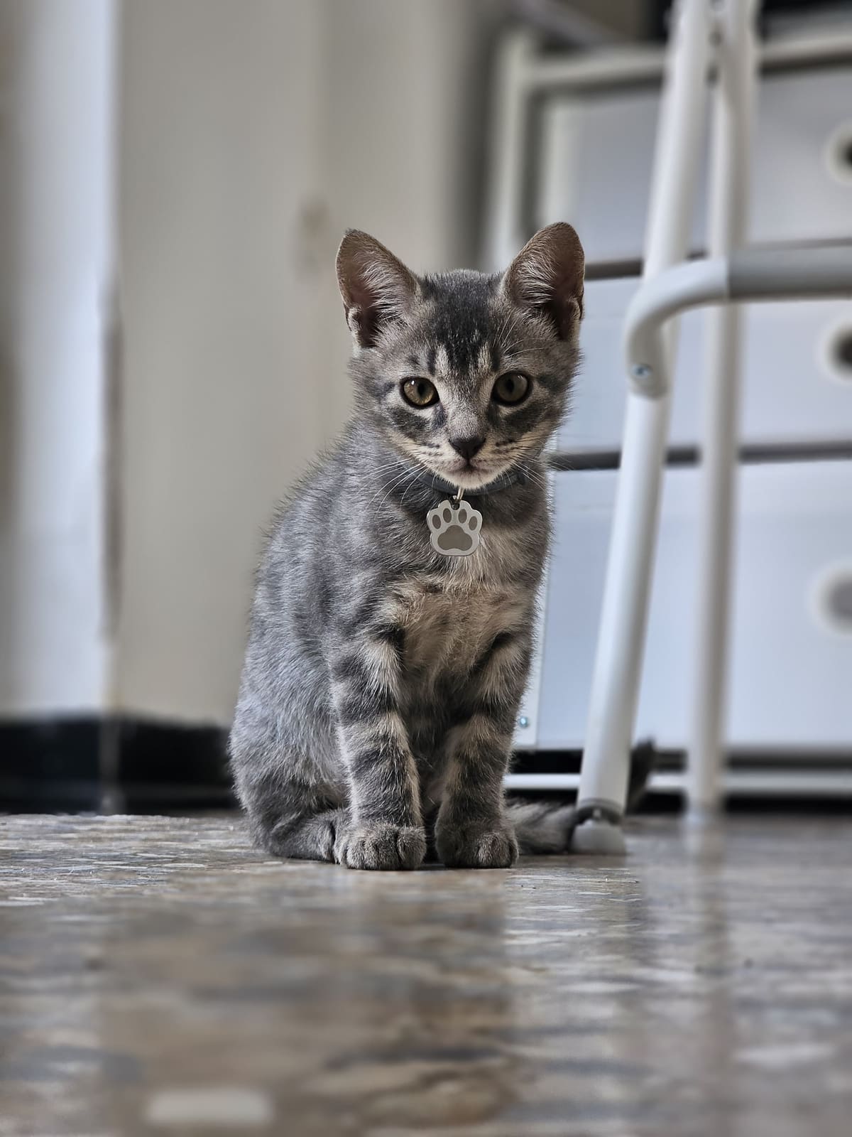 Romeo, ospite della pensione