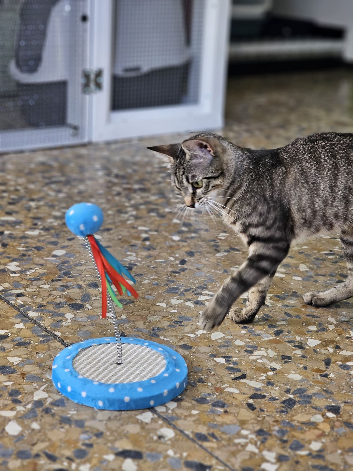 Tabby, ospite della pensione