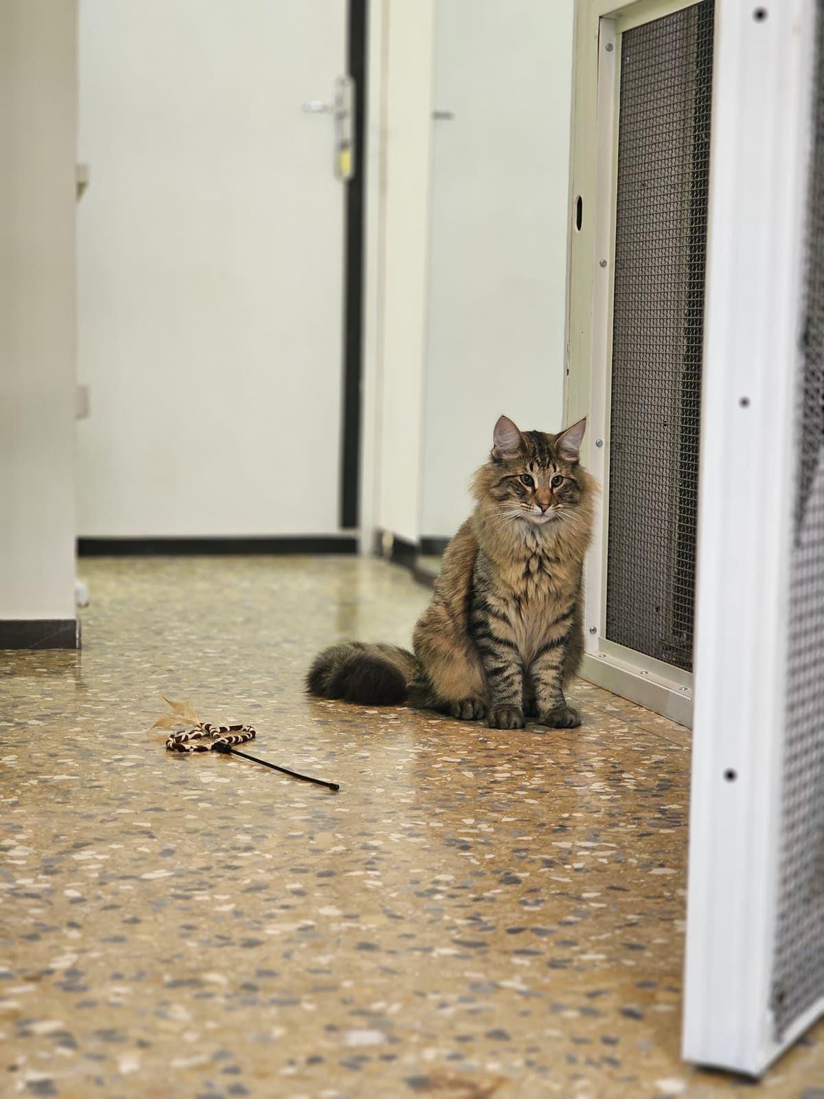 Leon, ospite della pensione