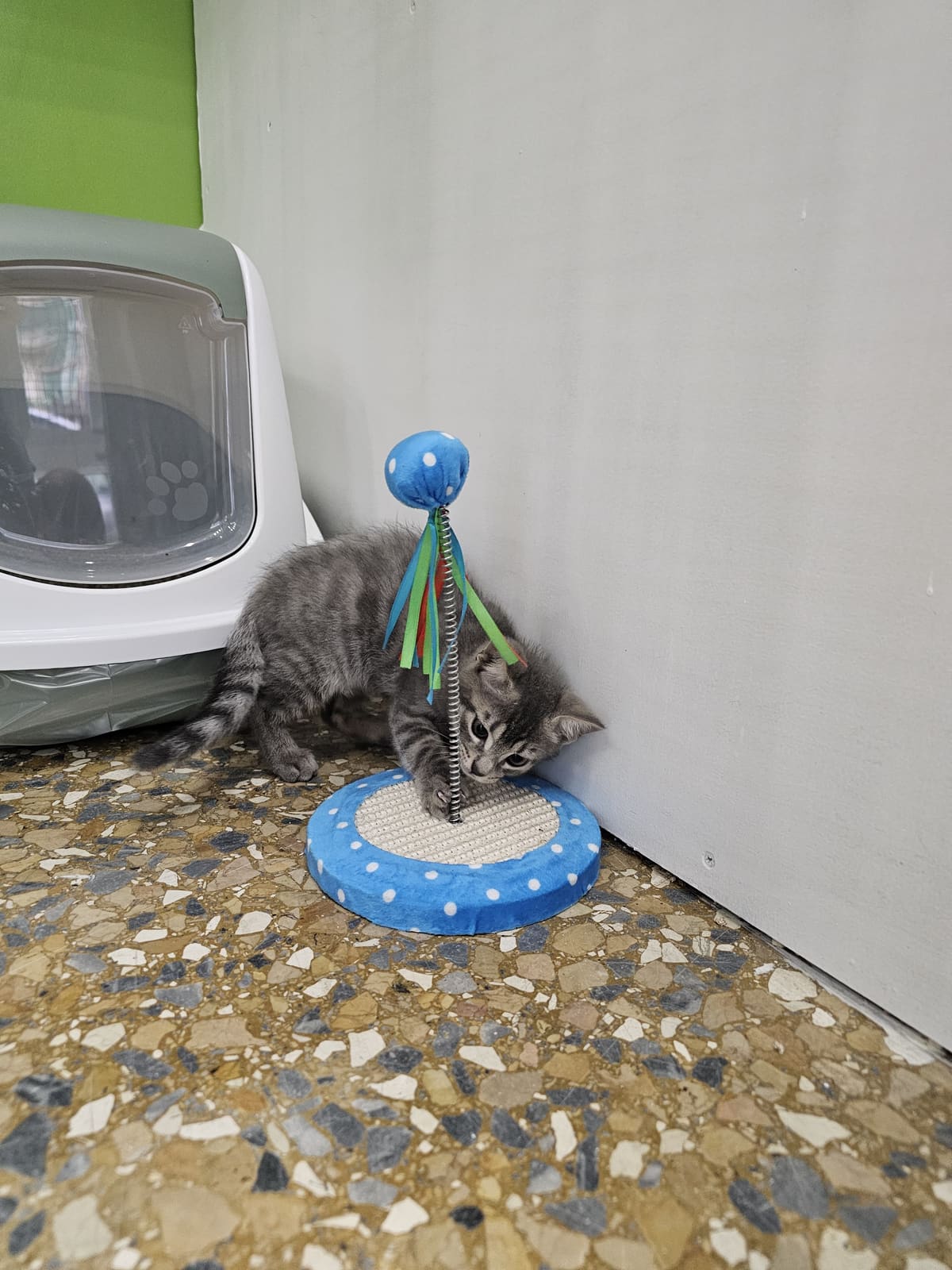 Romeo, ospite della pensione