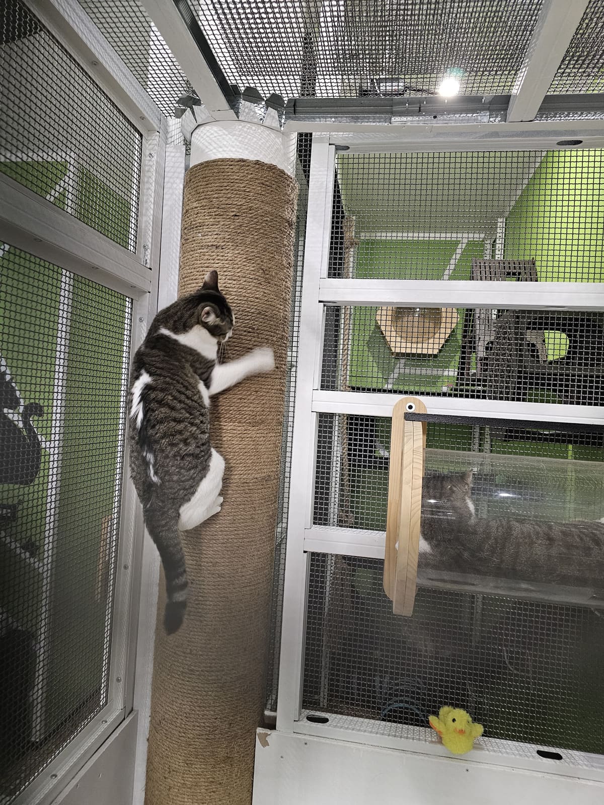 Nala, ospite della pensione