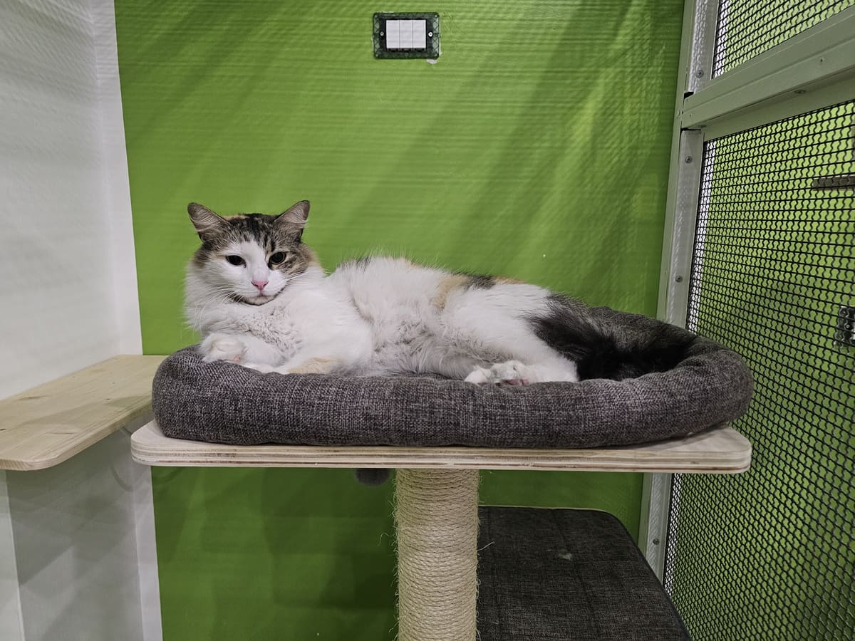 Margot, ospite della pensione