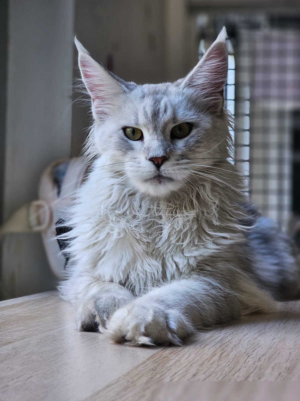 Un grande gatto Maine Coon sdraiato, sguardo attento verso l'obiettivo